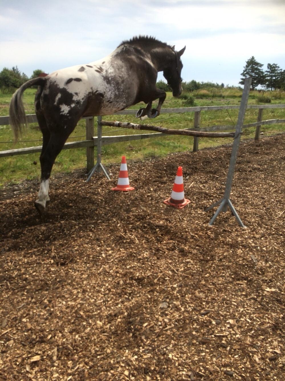 Knabstrupper Antoli´s Lynet billede 23