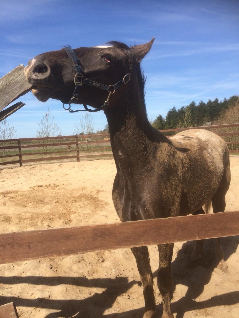 Knabstrupper Antoli´s Lynet billede 25