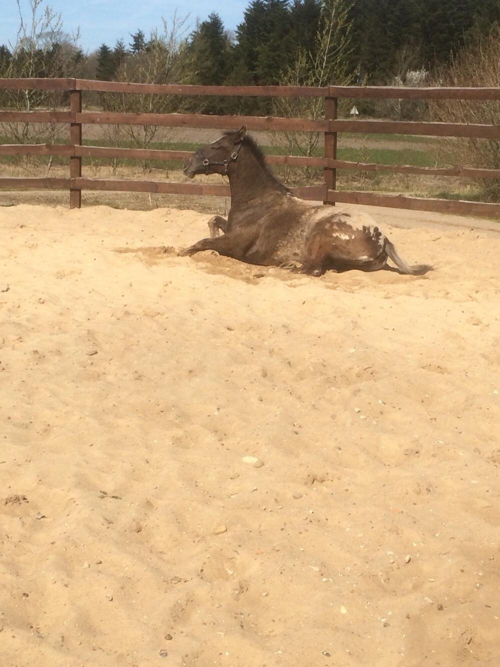 Knabstrupper Antoli´s Lynet billede 26