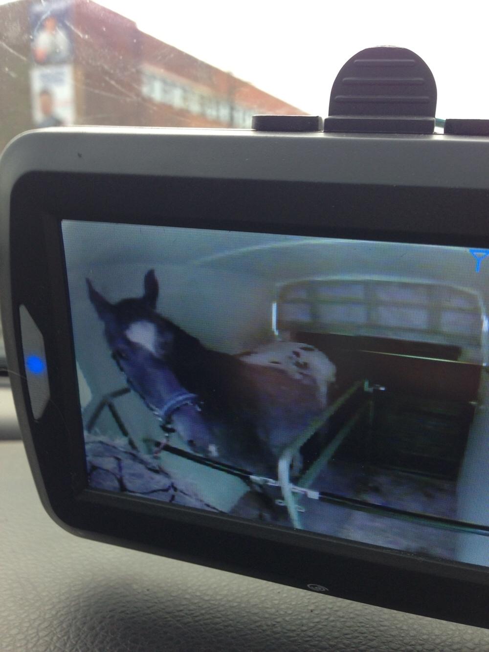 Knabstrupper Antoli´s Lynet billede 27