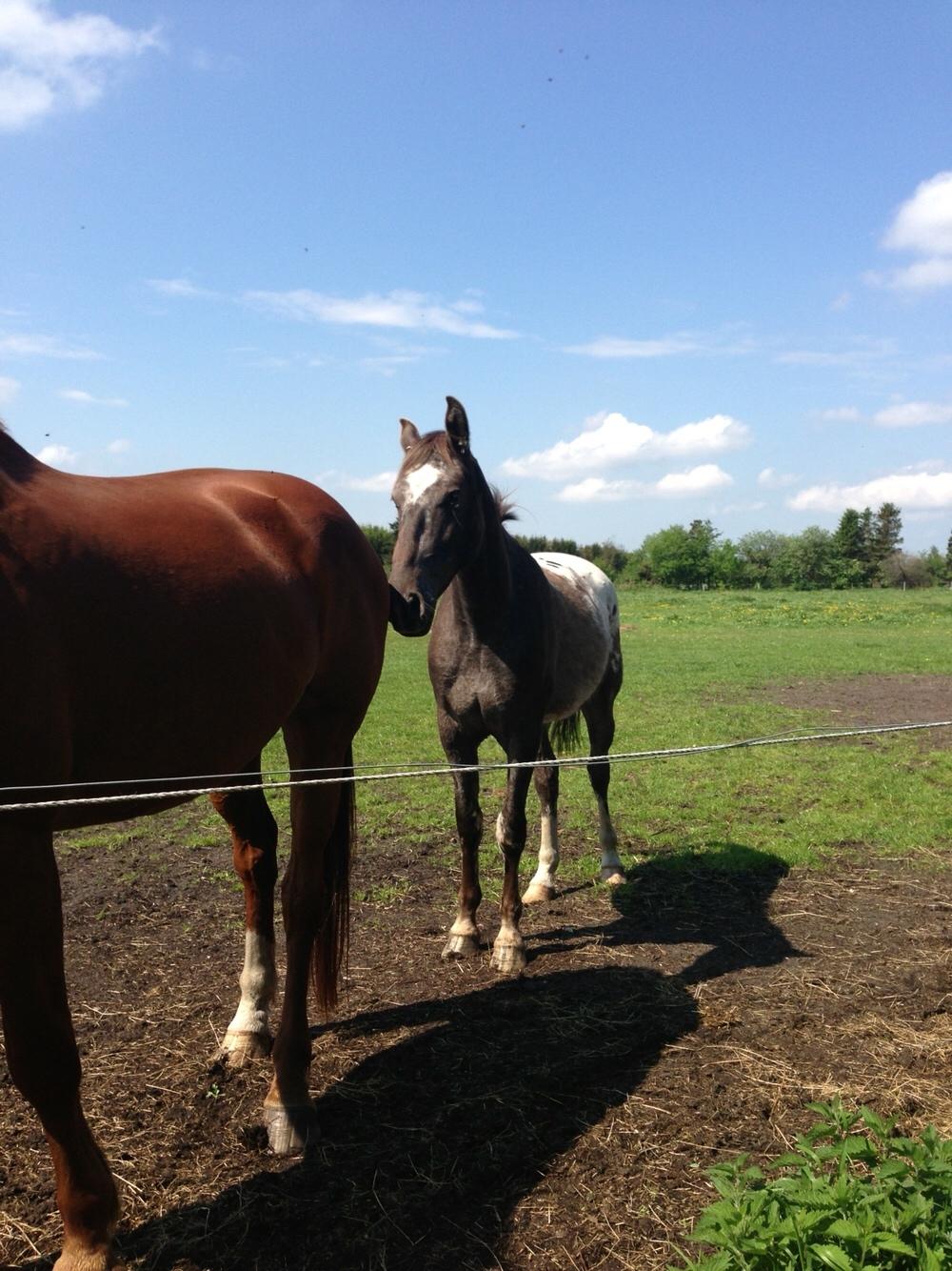 Knabstrupper Antoli´s Lynet billede 28