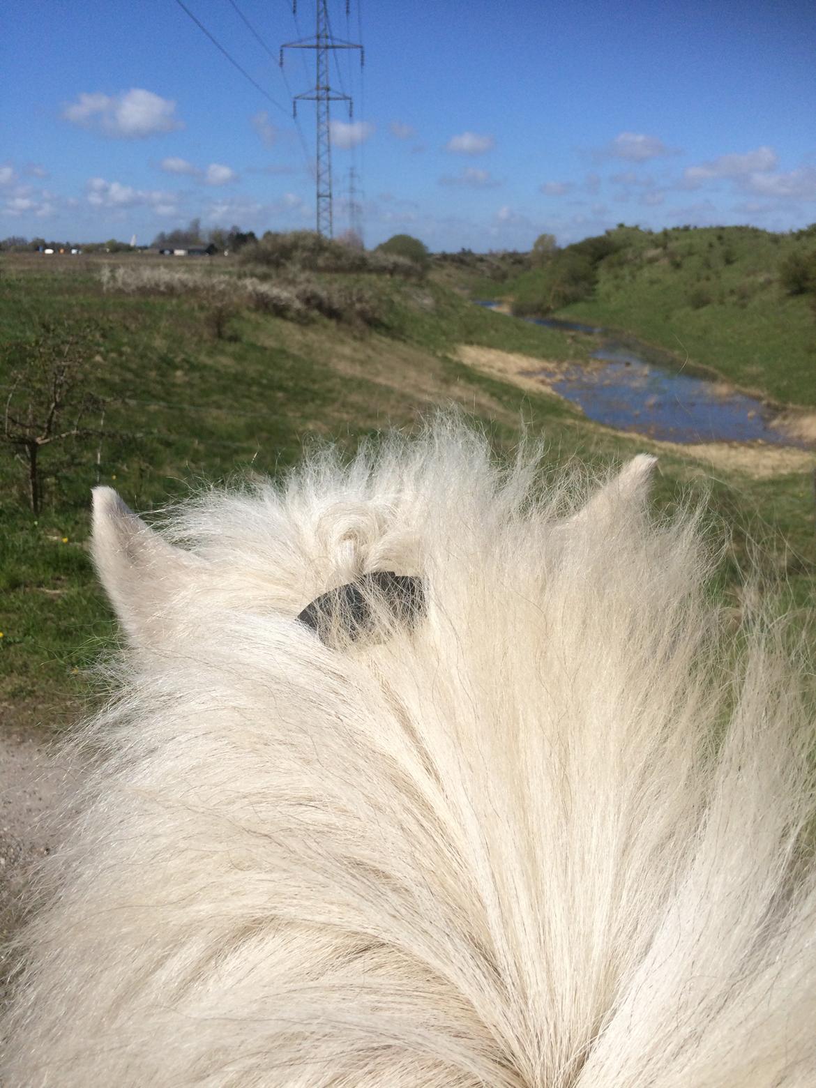 Islænder Svala fra stald kyhl billede 16