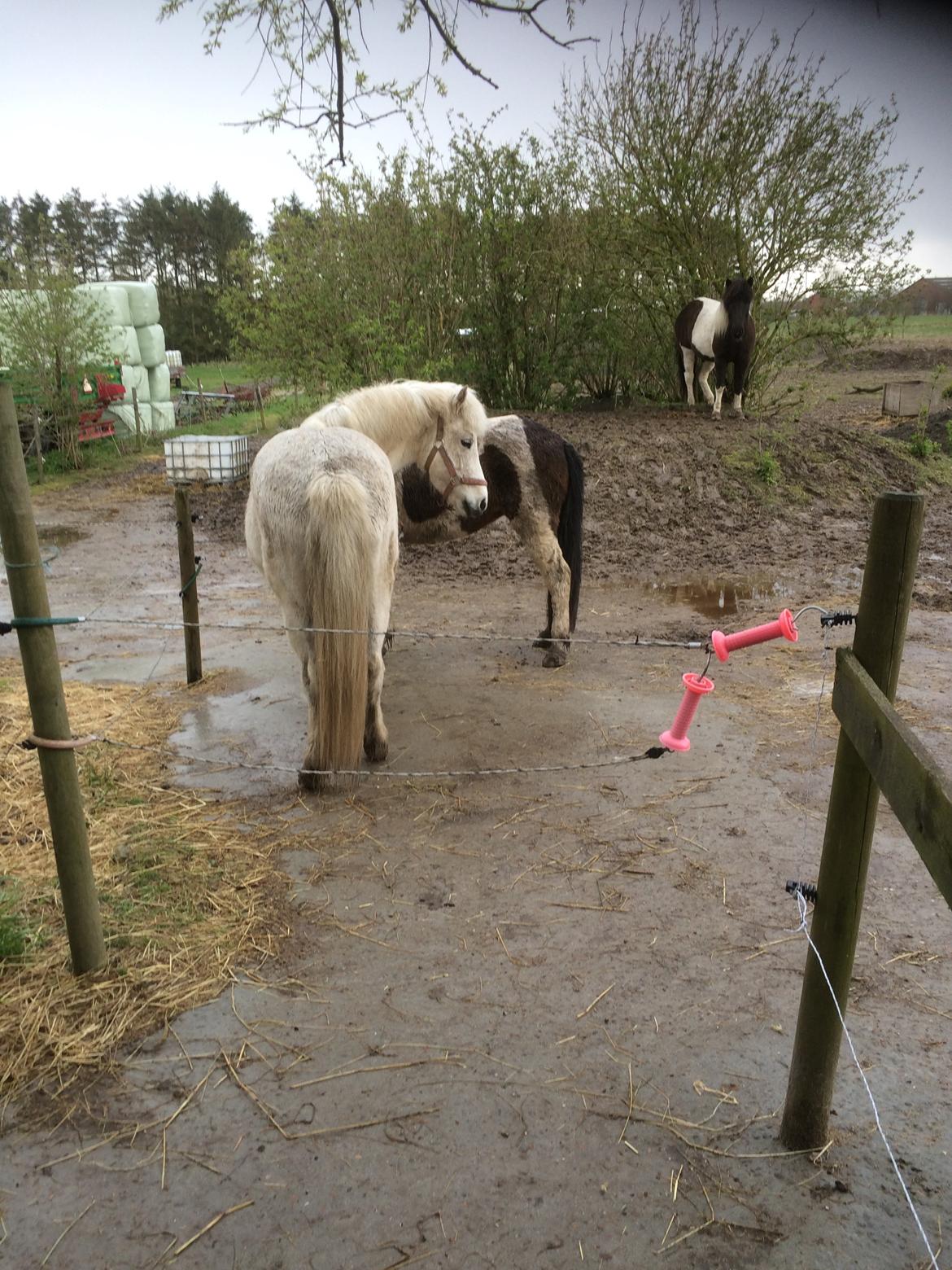 Islænder Svala fra stald kyhl billede 15