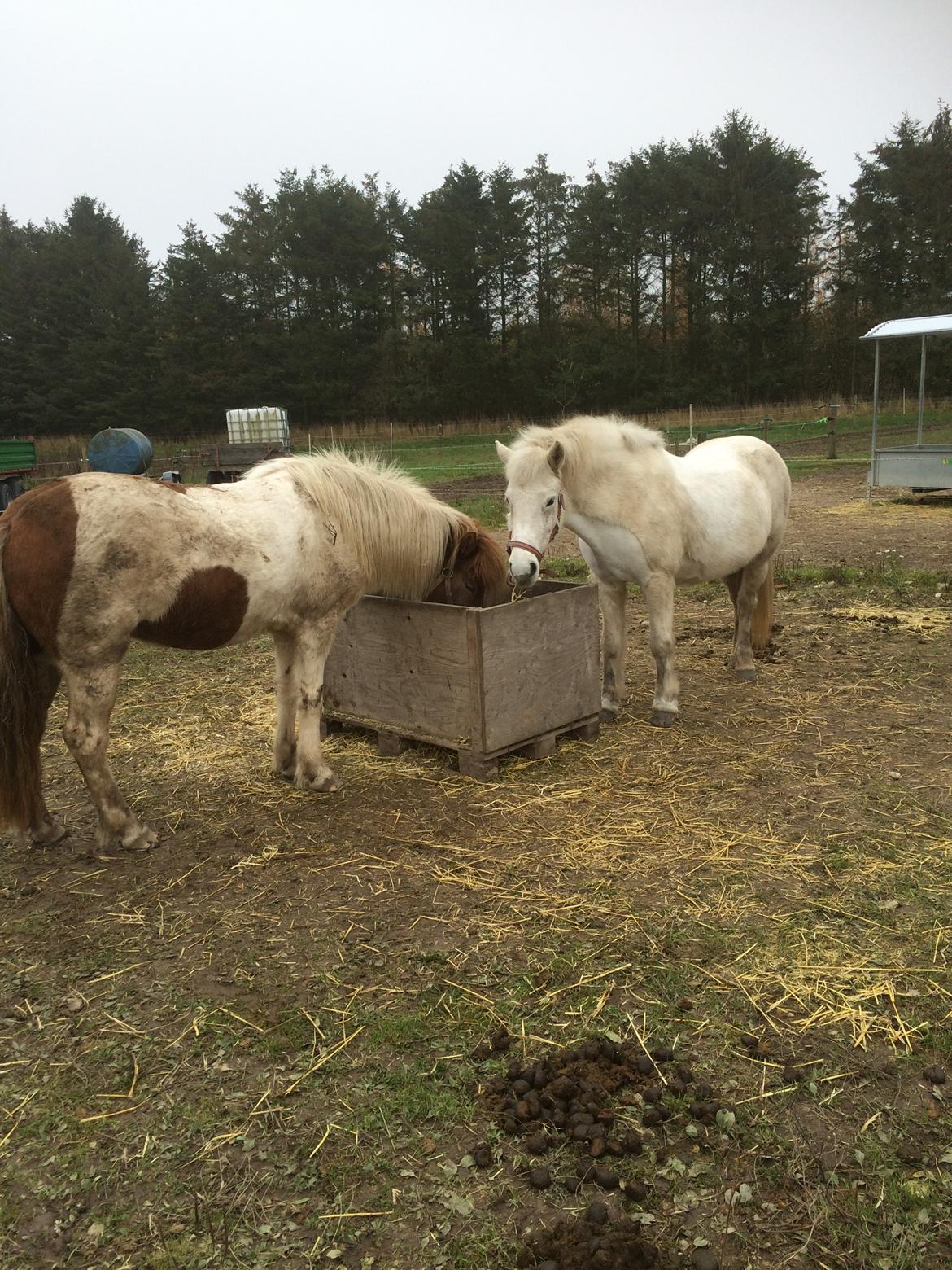 Islænder Svala fra stald kyhl billede 17