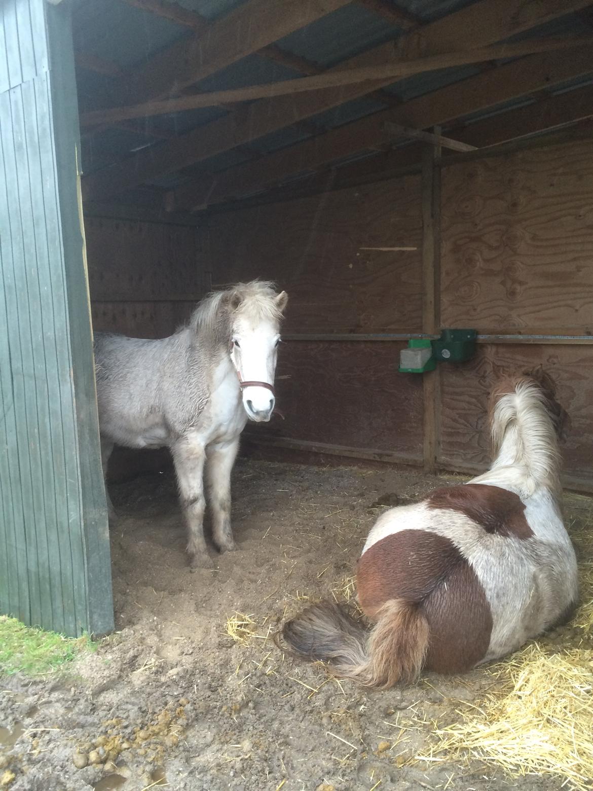 Islænder Svala fra stald kyhl billede 19