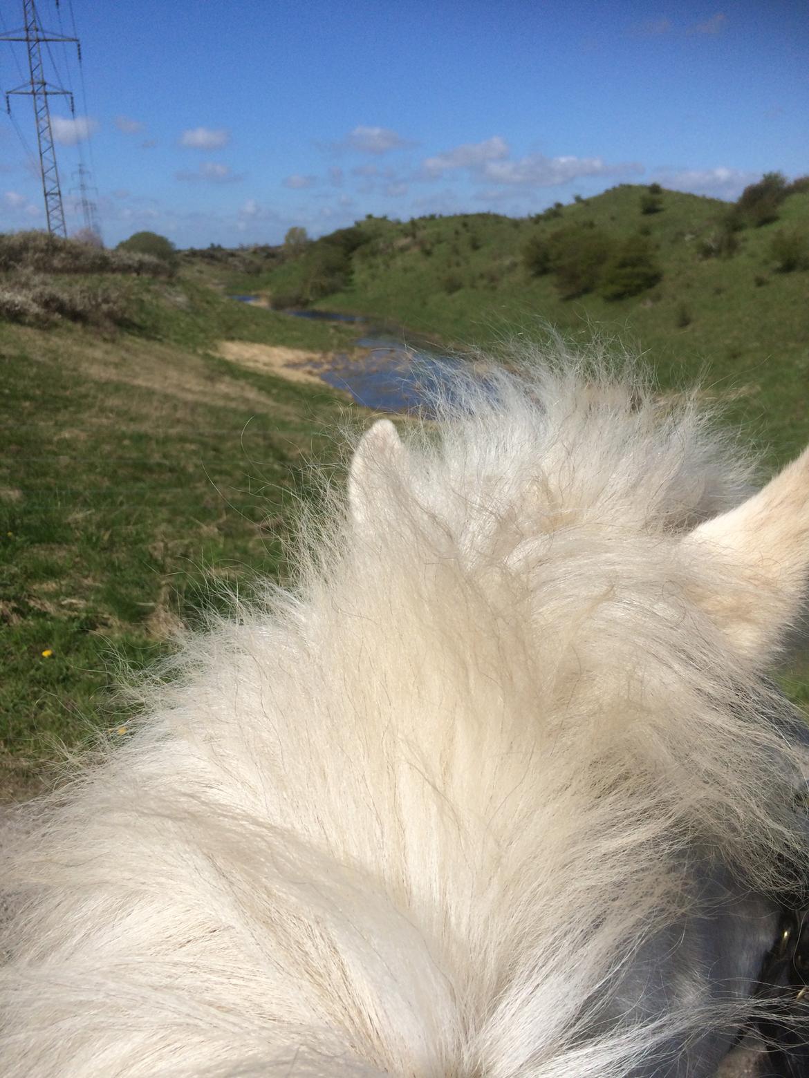 Islænder Svala fra stald kyhl billede 20