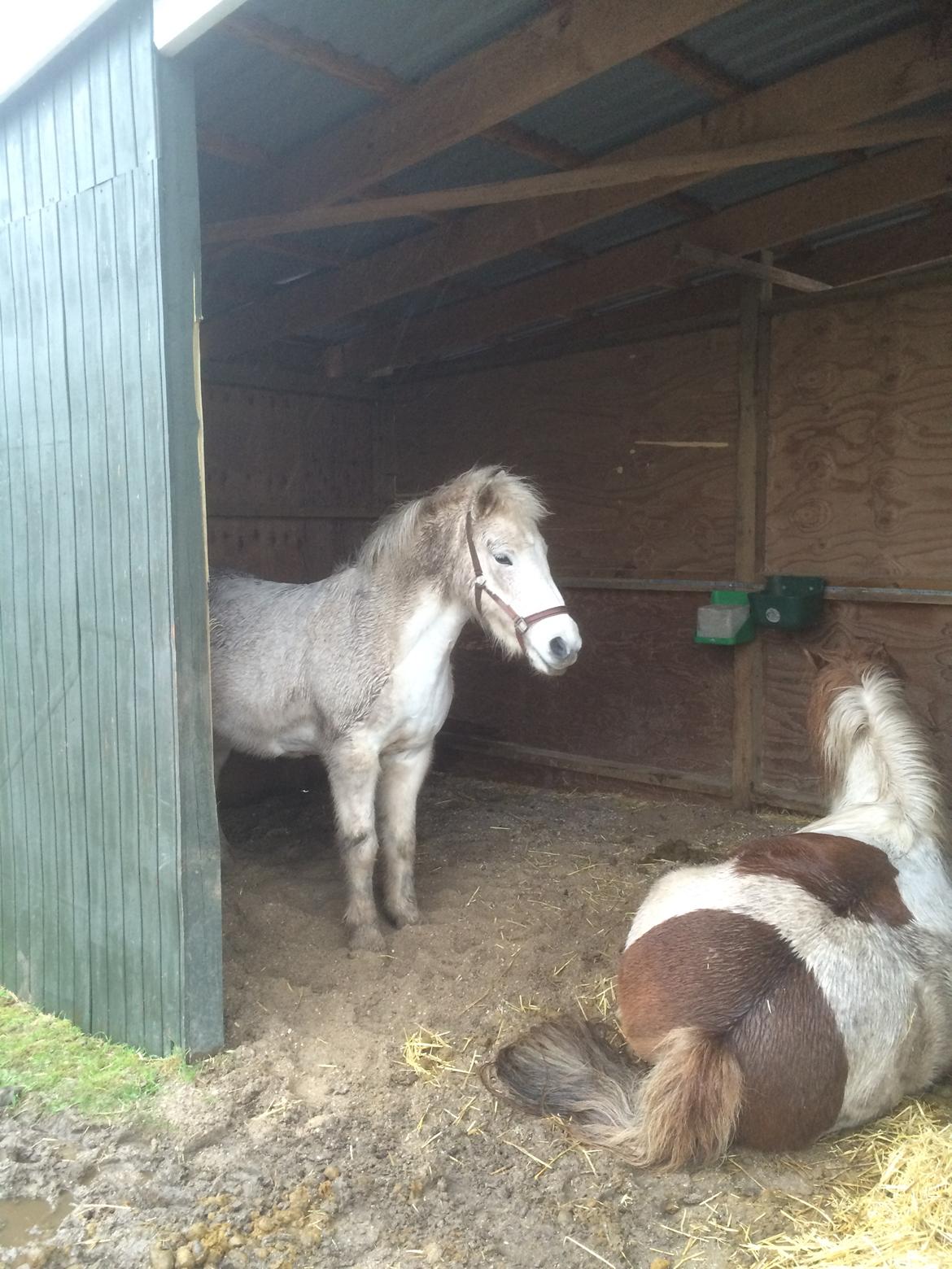 Islænder Svala fra stald kyhl billede 18