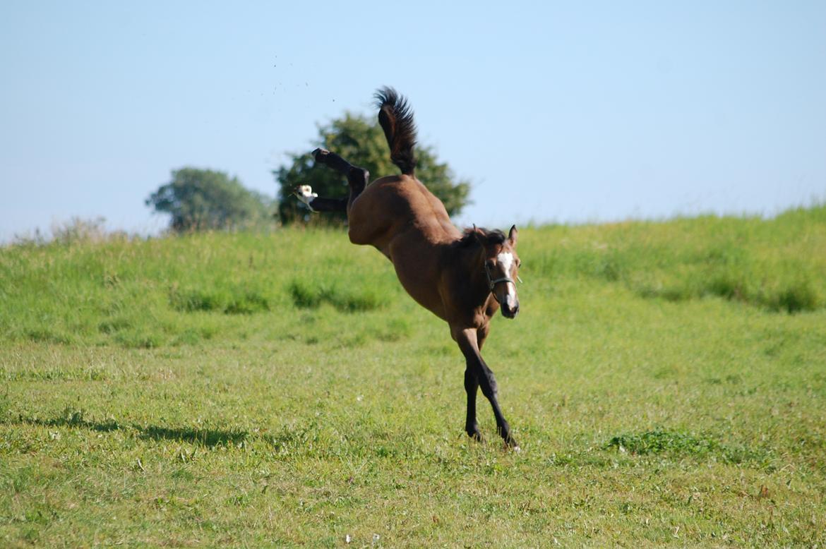 Hannoveraner Leverano billede 4