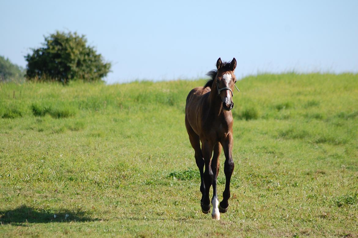 Hannoveraner Leverano billede 5