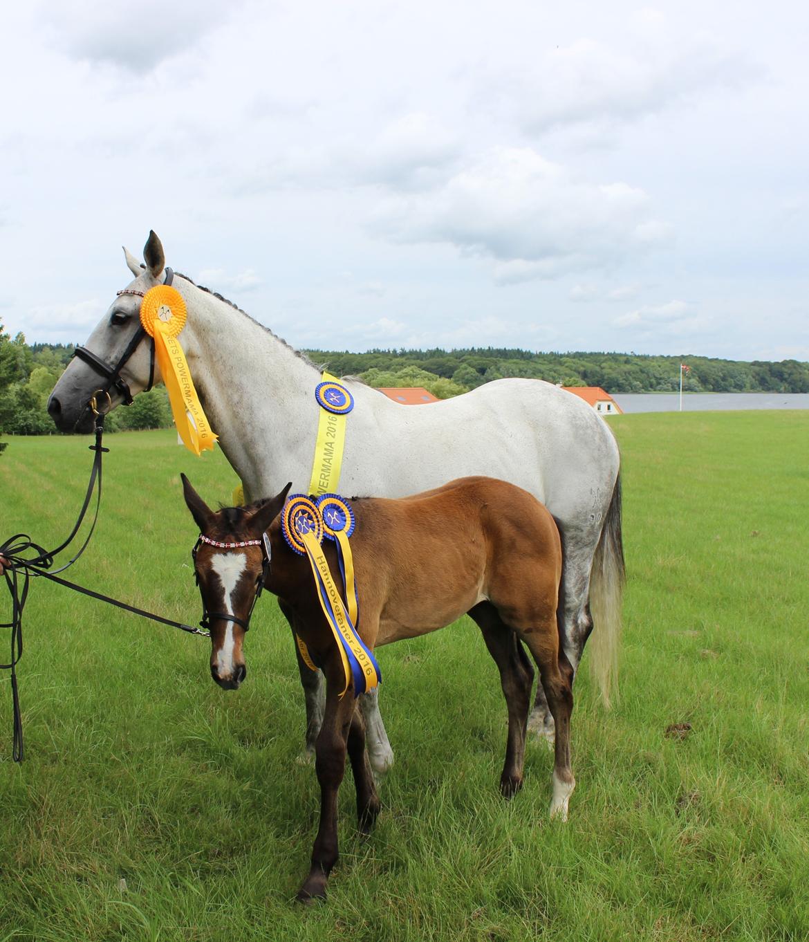 Hannoveraner Leverano billede 6