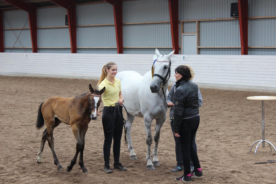 Hannoveraner Leverano billede 7