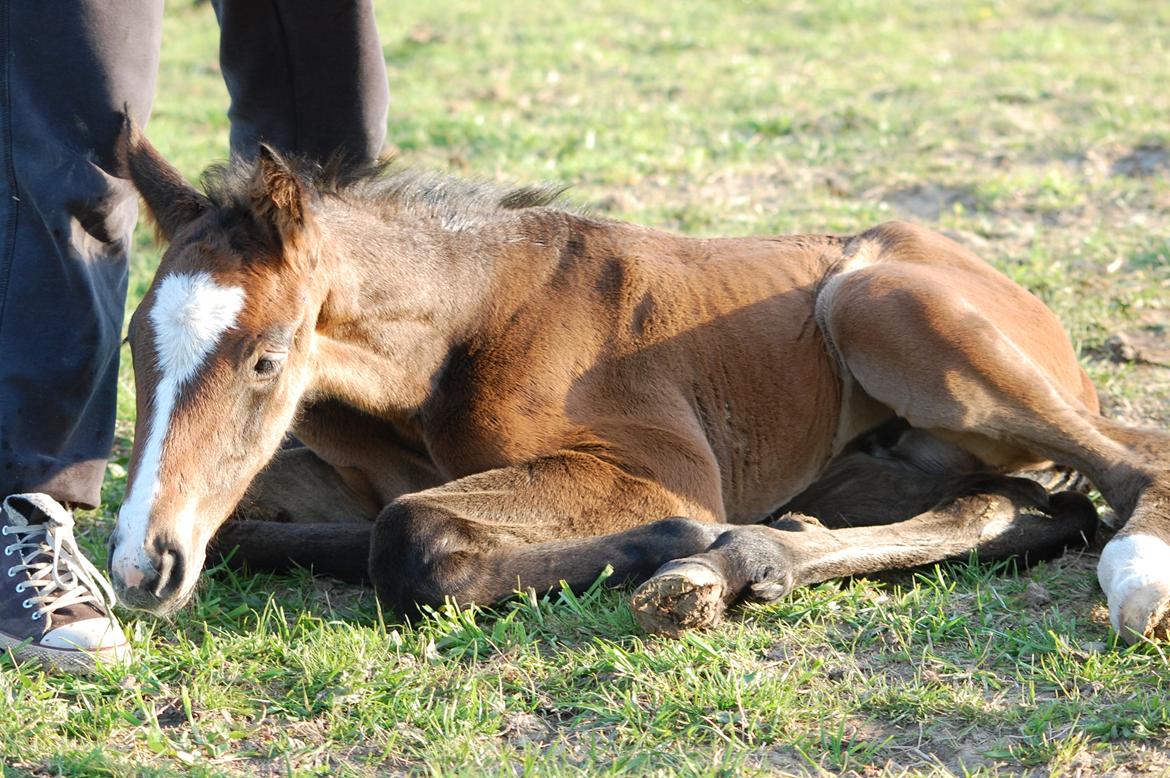 Hannoveraner Leverano billede 8