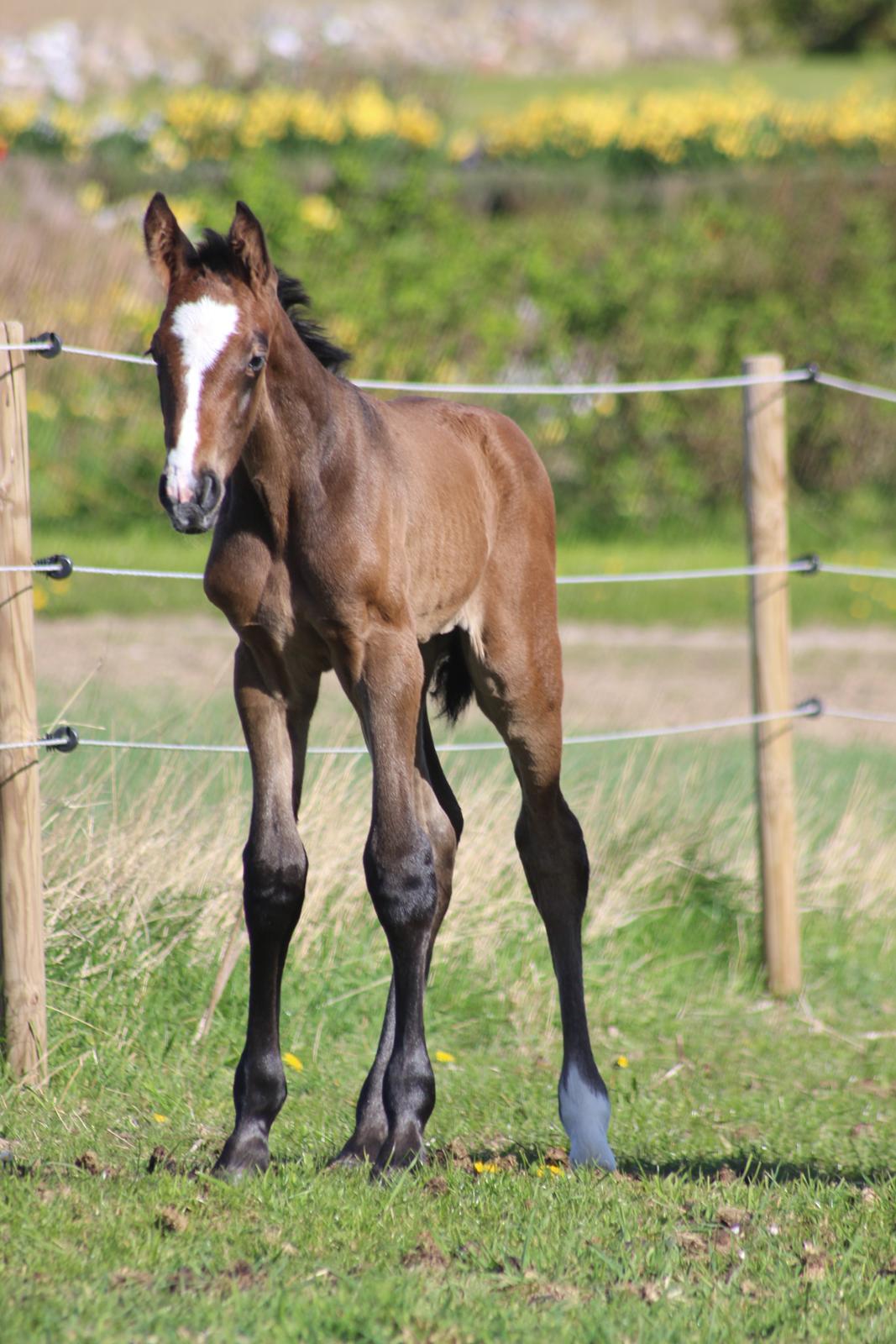 Hannoveraner Leverano billede 9