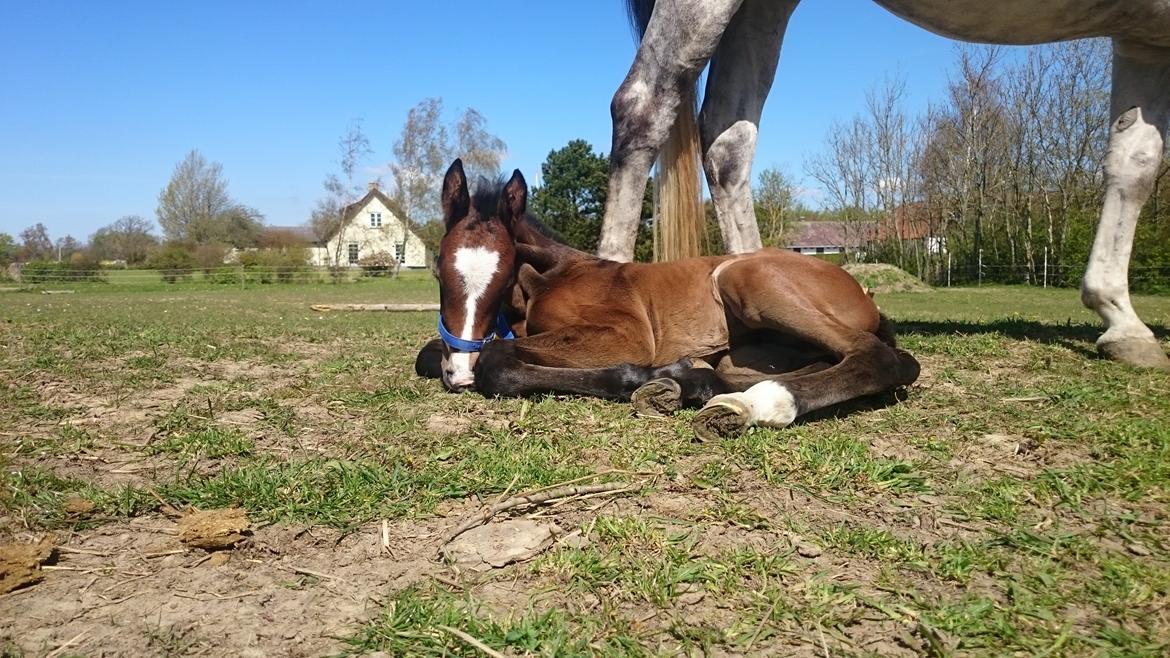 Hannoveraner Leverano billede 10