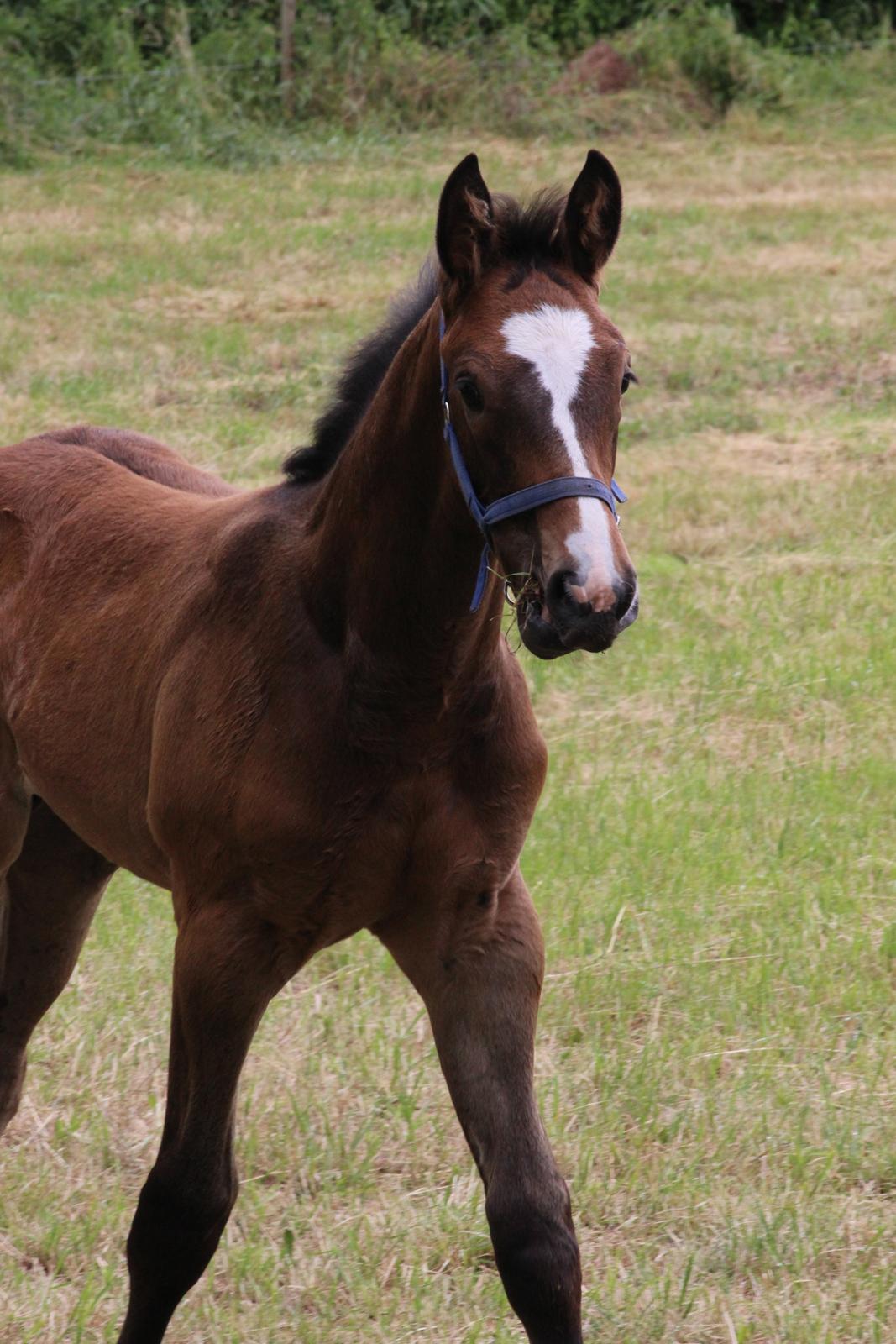 Hannoveraner Leverano billede 11