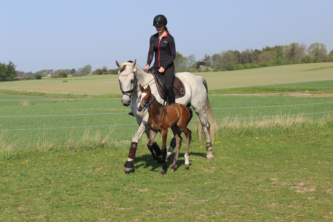 Hannoveraner Leverano billede 12