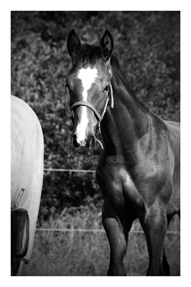 Hannoveraner Leverano billede 14