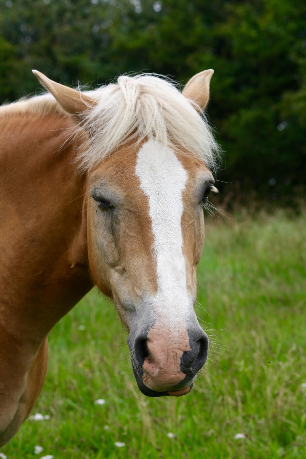 Haflinger Mustang billede 4