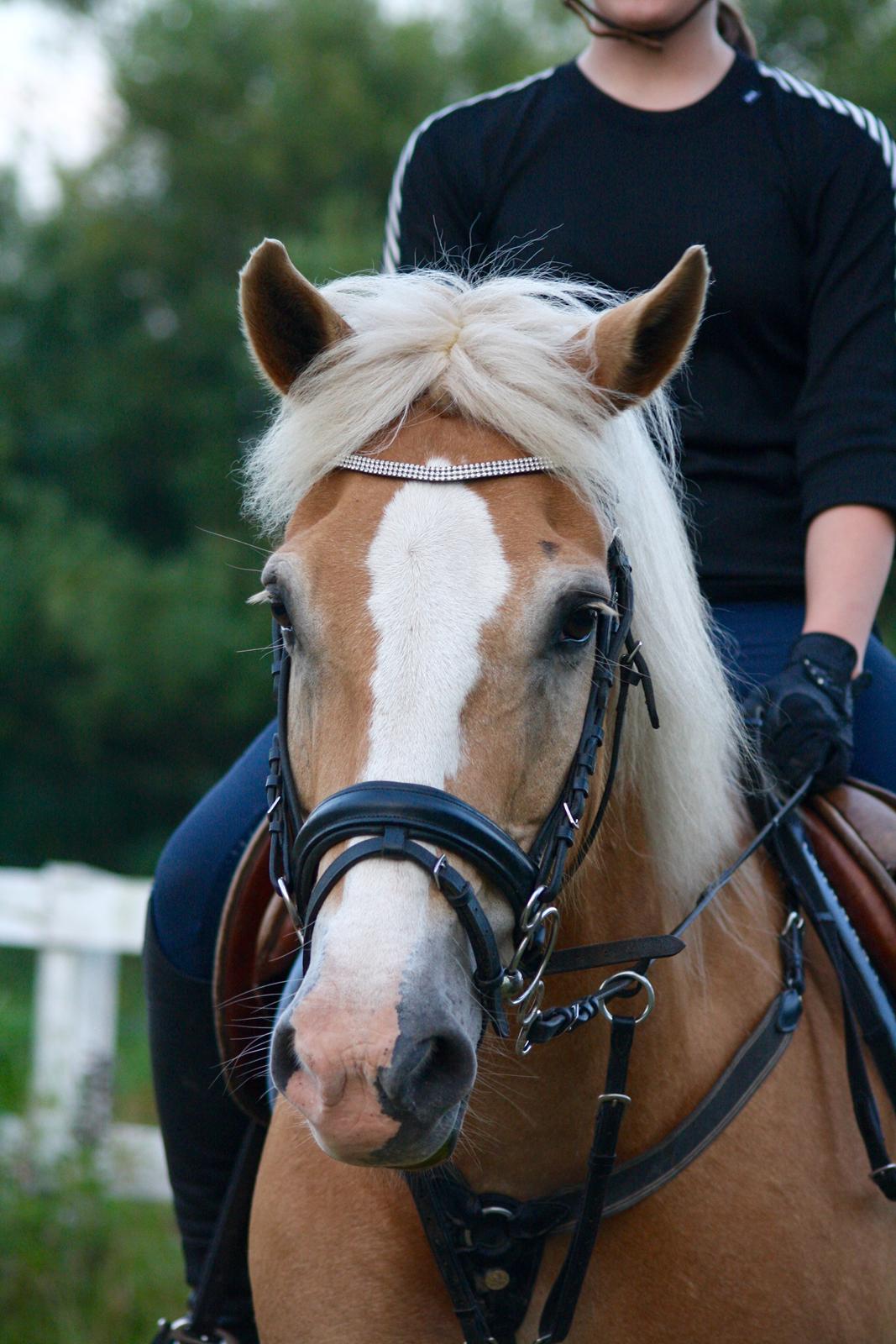 Haflinger Mustang billede 9