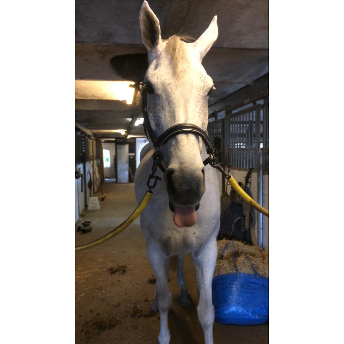 Holstener Animera billede 15