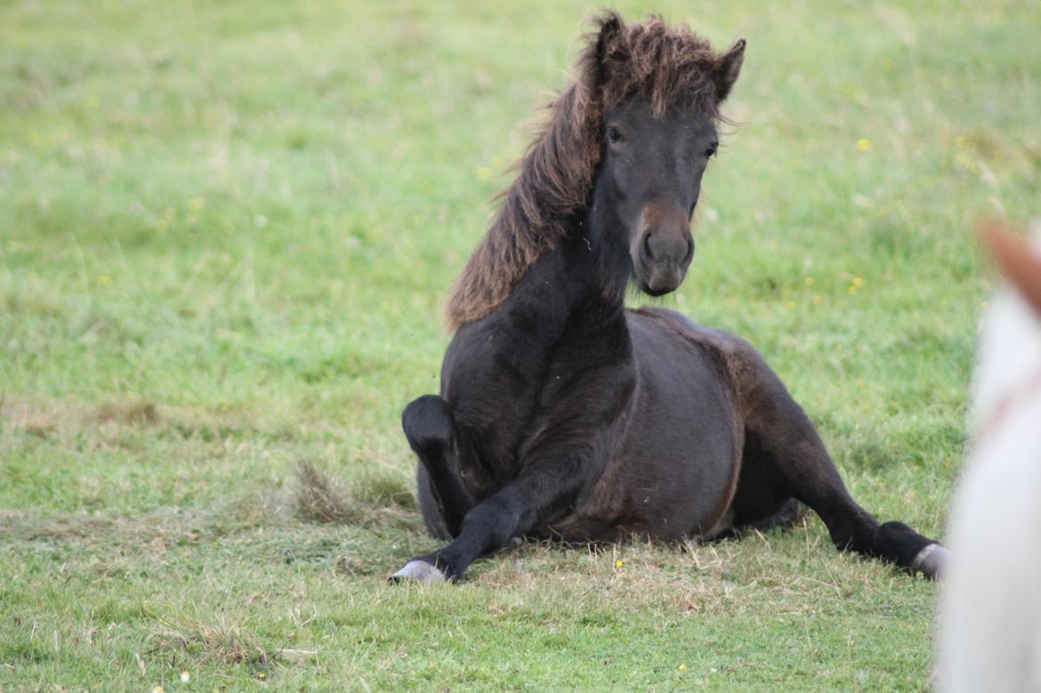 Islænder Eflir fra Vang billede 9