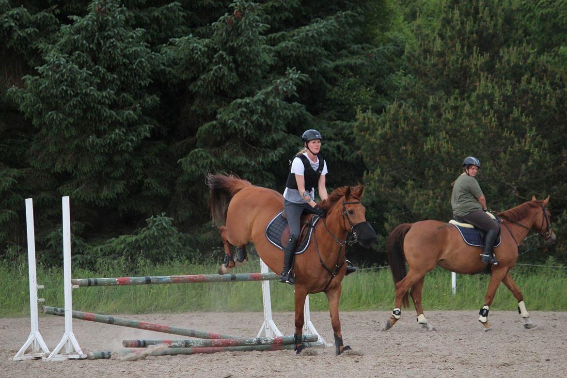 Hollandsk Varmblod Sojak (Jack) billede 19