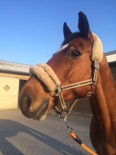 Dansk Varmblod Rts - contreau - Velkommen - billedet er fra den dag vi fik ham<3 billede 1