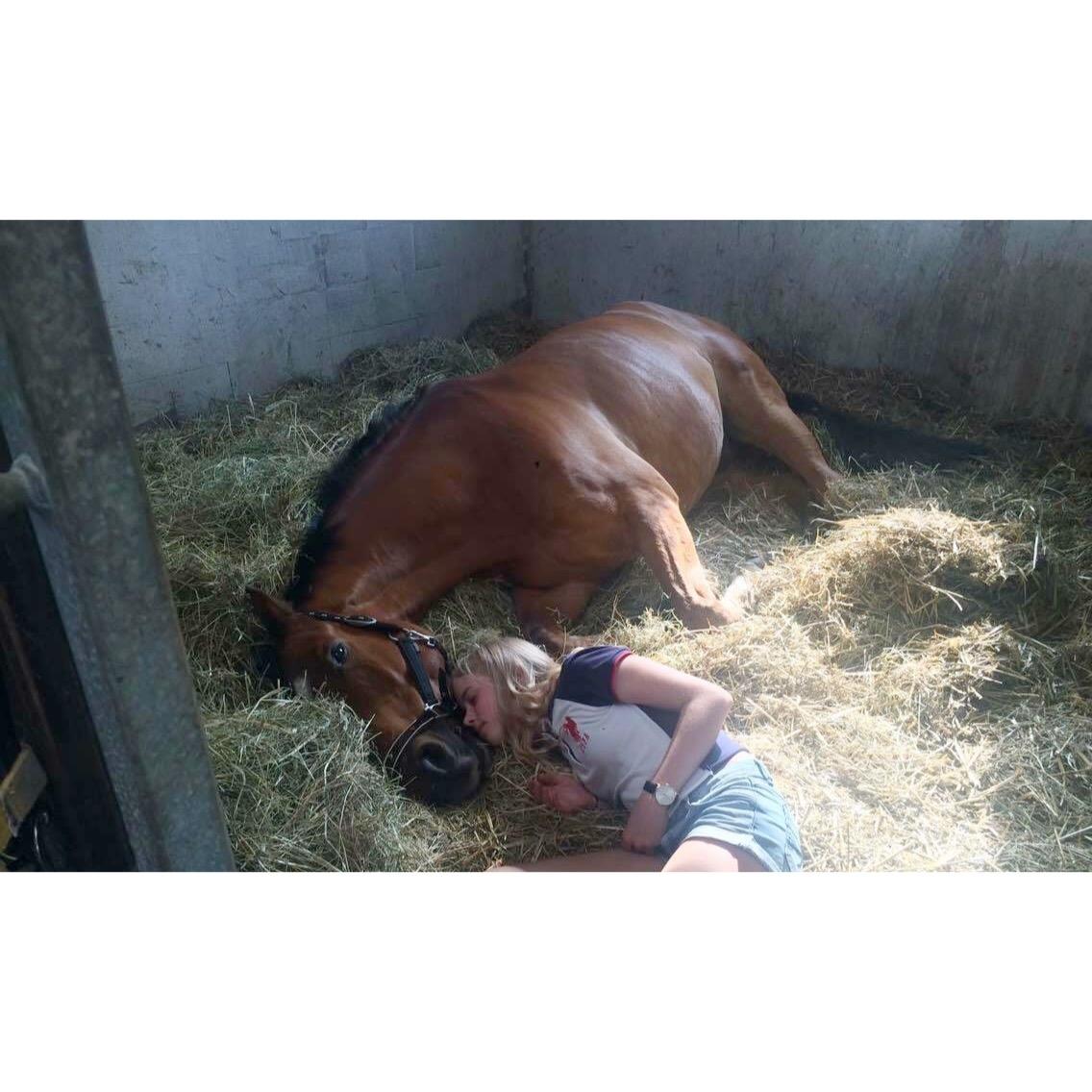 Dansk Varmblod Rts - contreau - <3 billede 2