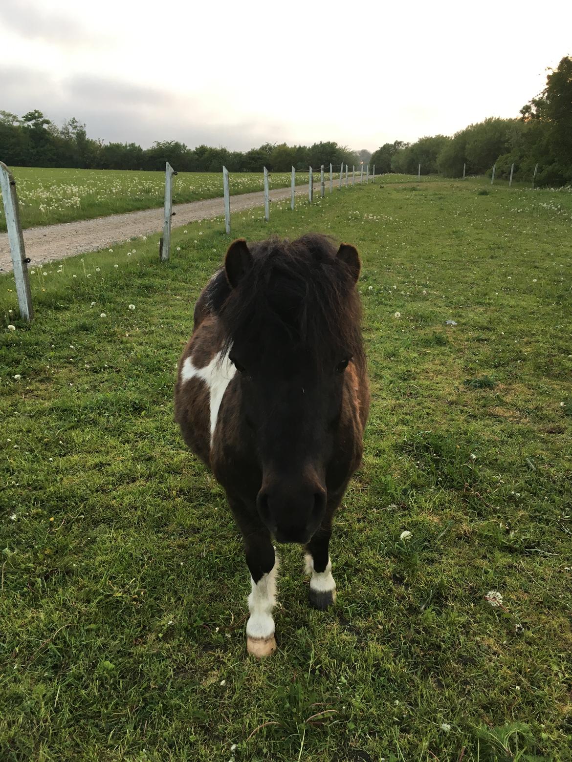Shetlænder Holger fra Hjortholm billede 1