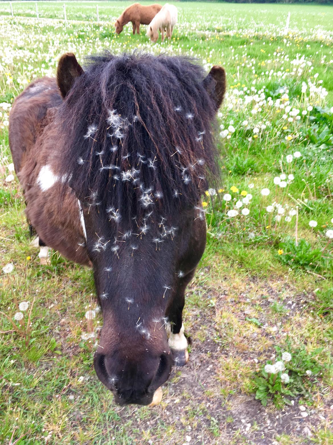 Shetlænder Holger fra Hjortholm billede 2