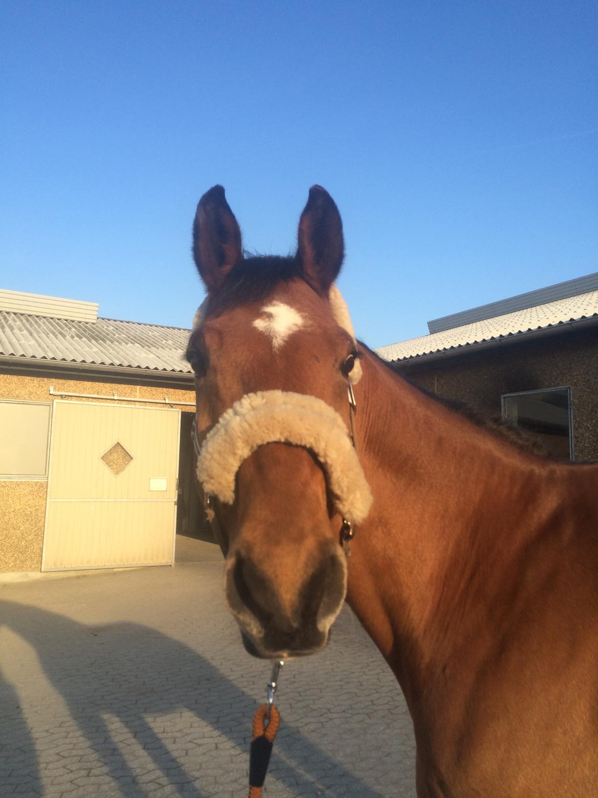 Dansk Varmblod Rts - contreau - Igen fra da han ankom❤️ billede 3