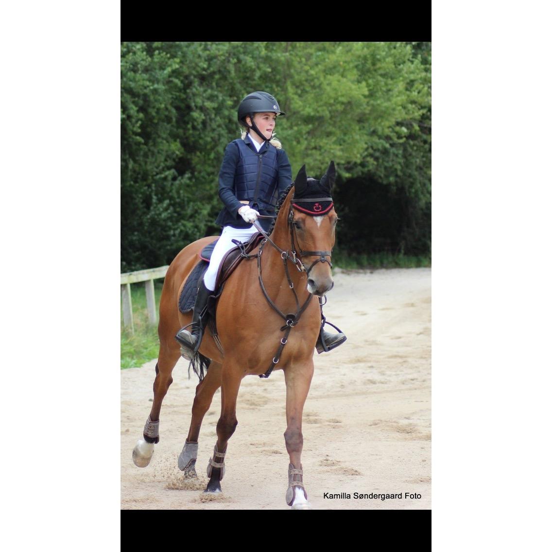 Dansk Varmblod Rts - contreau - Stævne d.18/9-16🔥 billede 5