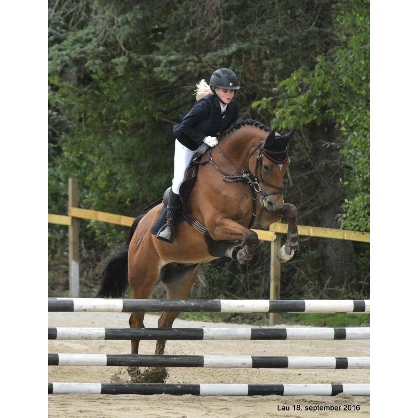 Dansk Varmblod Rts - contreau - Fra 90cm😜 billede 6