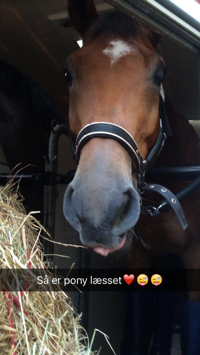 Dansk Varmblod Rts - contreau - På vej til Tina Lund ridelejr😎 billede 7