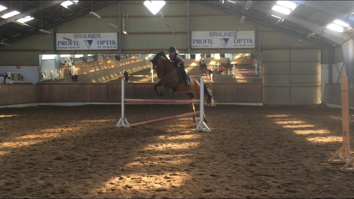 Dansk Varmblod Rts - contreau - 😘😘😘 billede 10