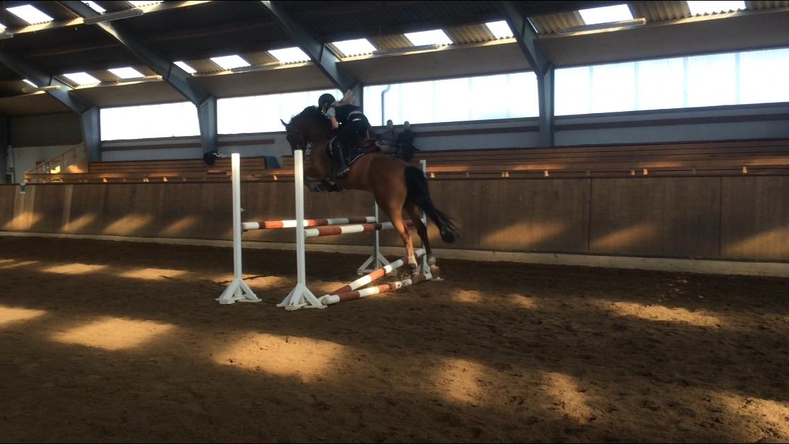 Dansk Varmblod Rts - contreau - Den følelse når man flyver🕊 billede 11