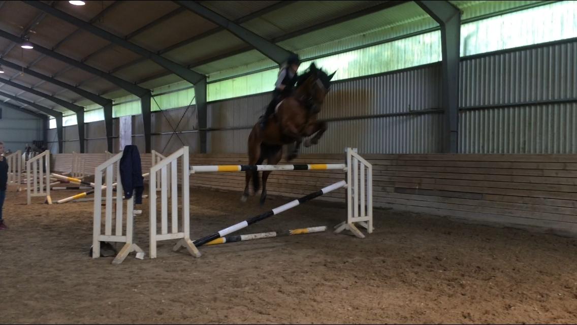 Dansk Varmblod Rts - contreau - 130cm😍 billede 12