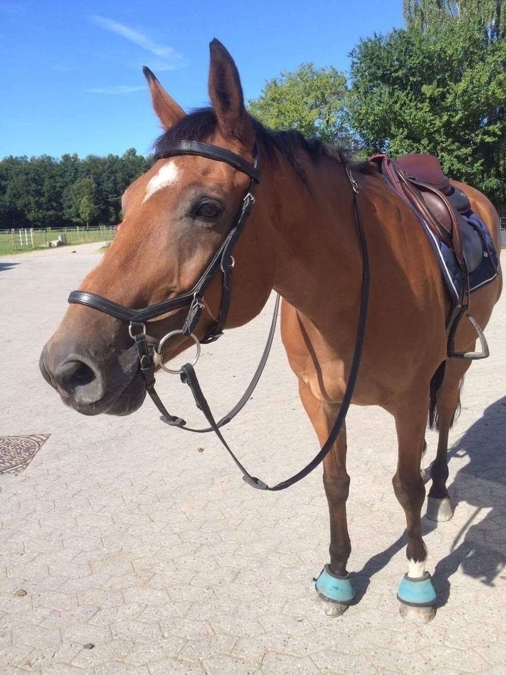 Dansk Varmblod Rts - contreau - Efter skovtur🇻🇮 billede 8