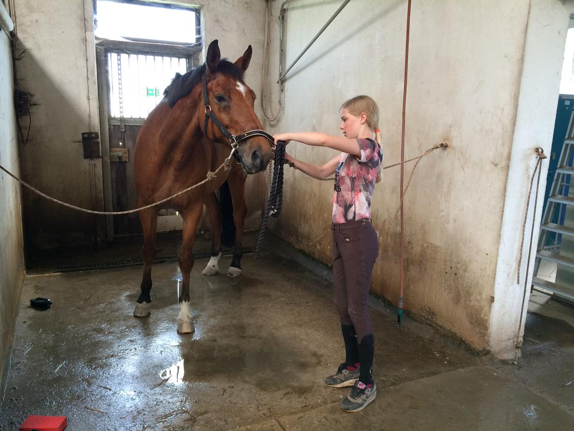 Dansk Varmblod Rts - contreau - Baaad👌🏽🚿 billede 13