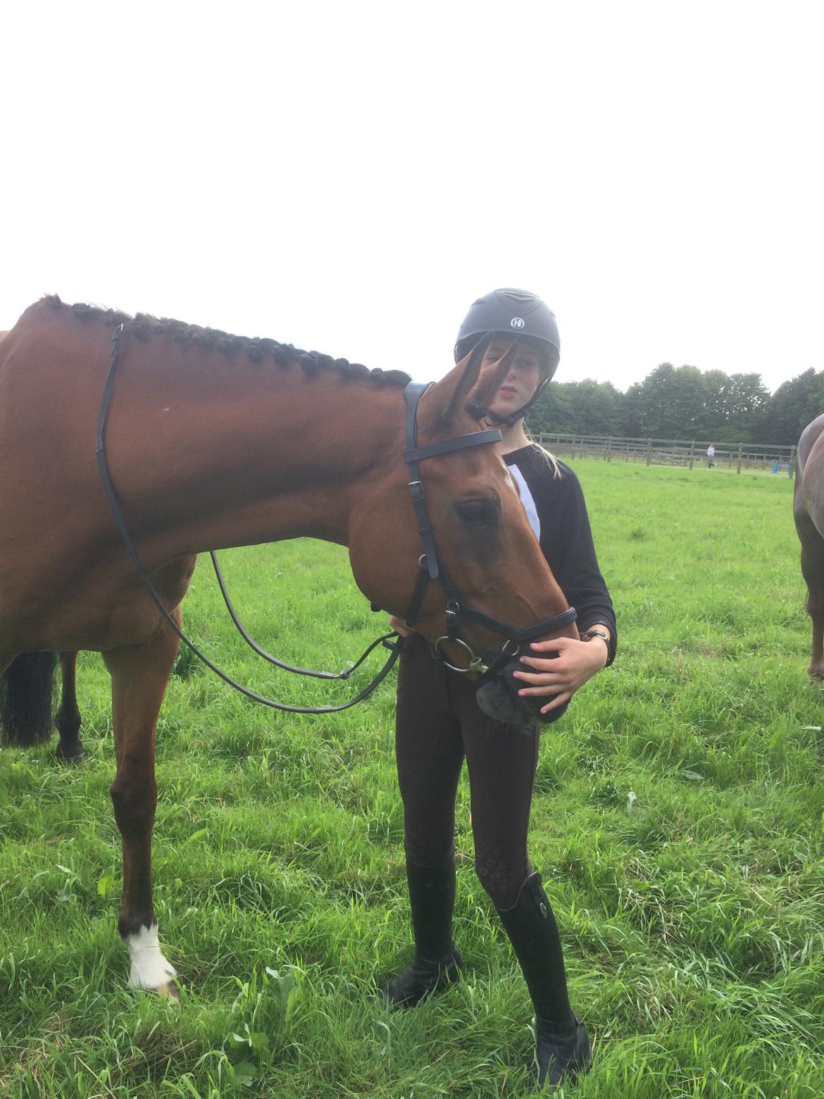 Dansk Varmblod Rts - contreau - Horsegrooming💗 billede 14