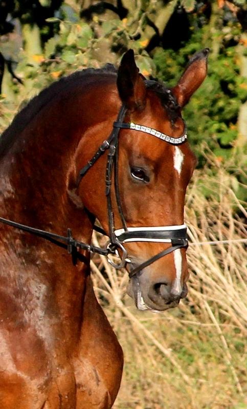 Dansk Varmblod Krones Caspian billede 15