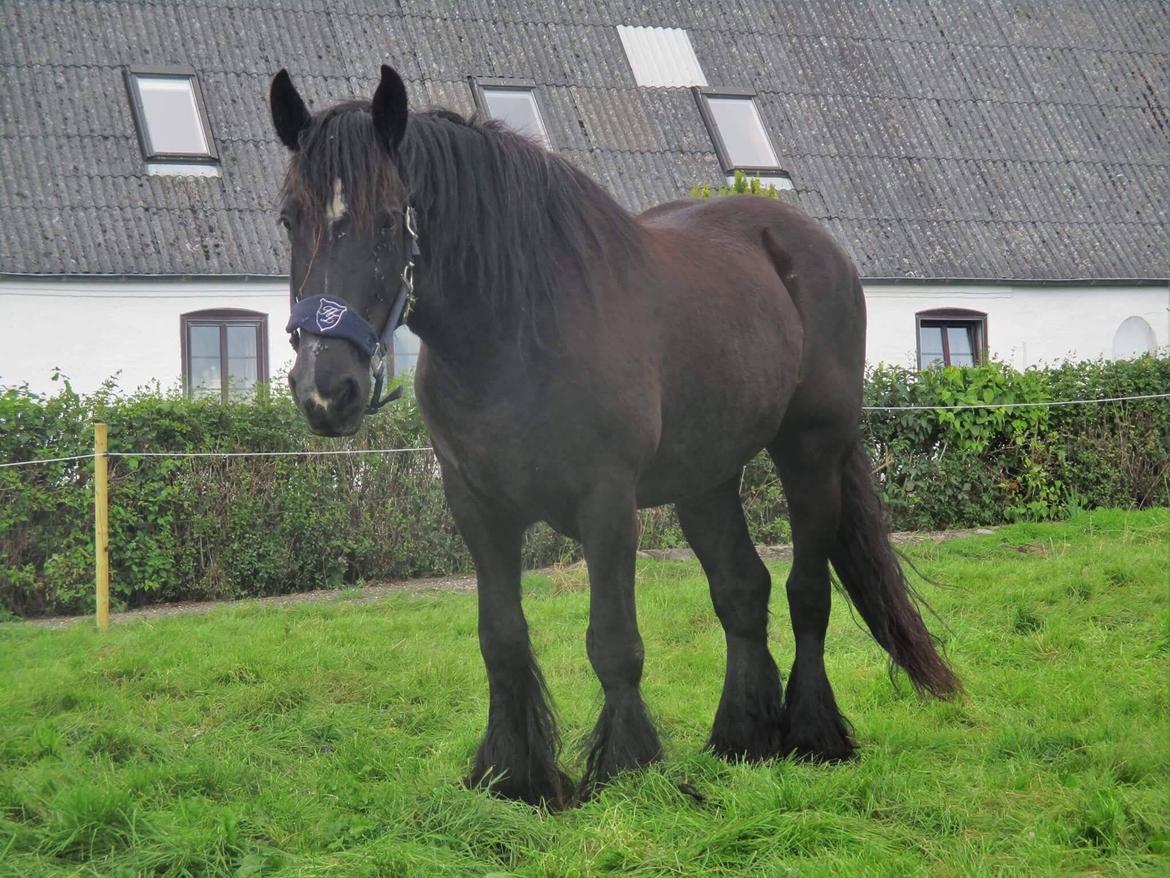 Irish Cob Tulluhlah billede 11