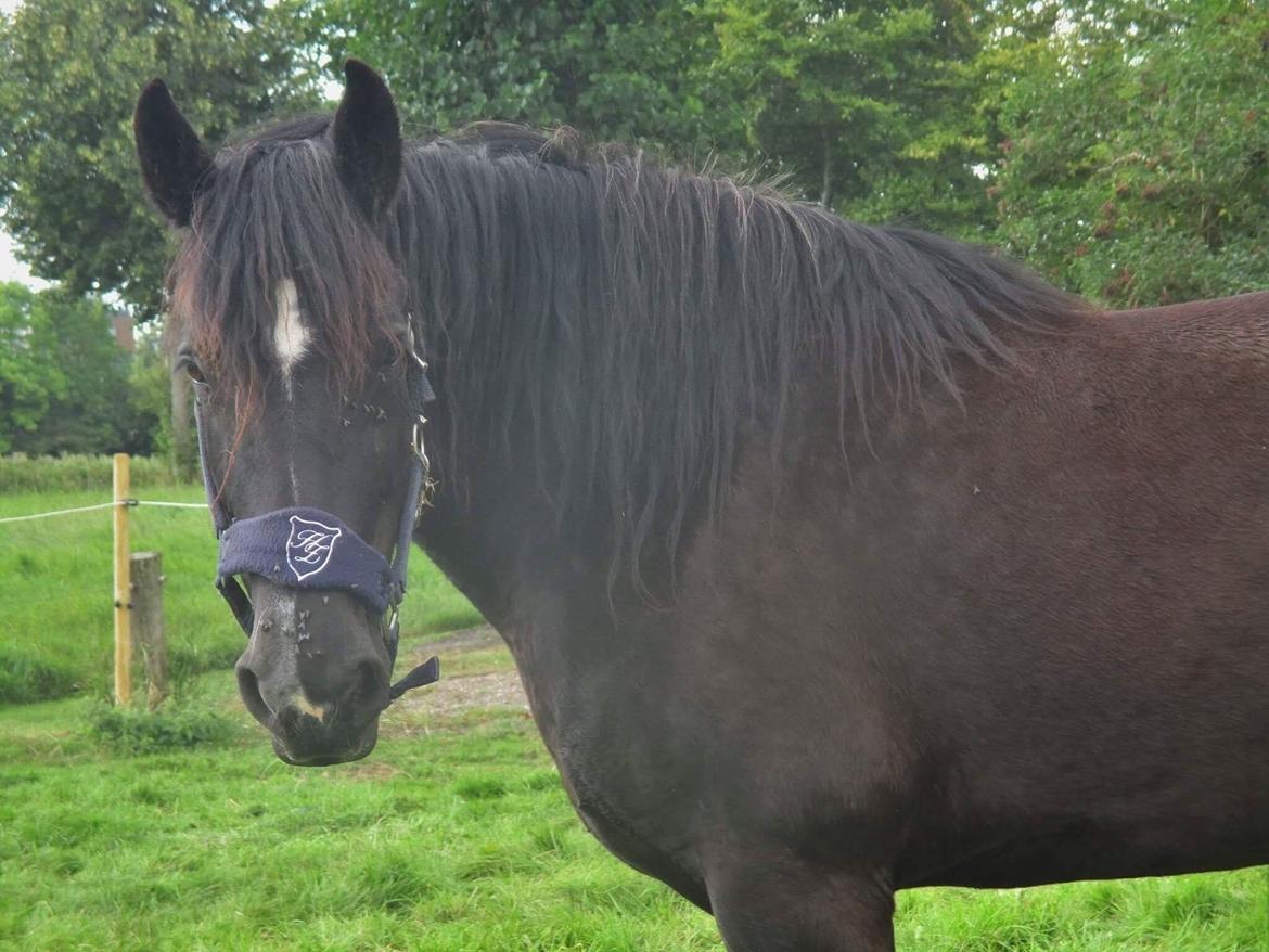 Irish Cob Tulluhlah billede 10