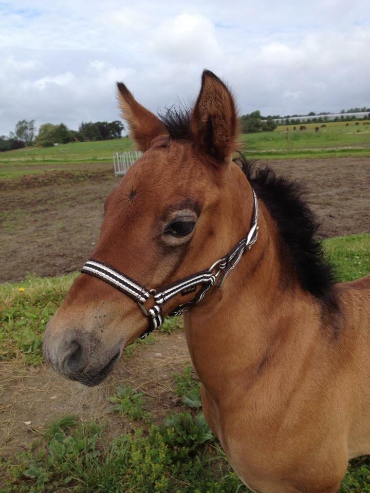 Pura Raza Española Primero  billede 9