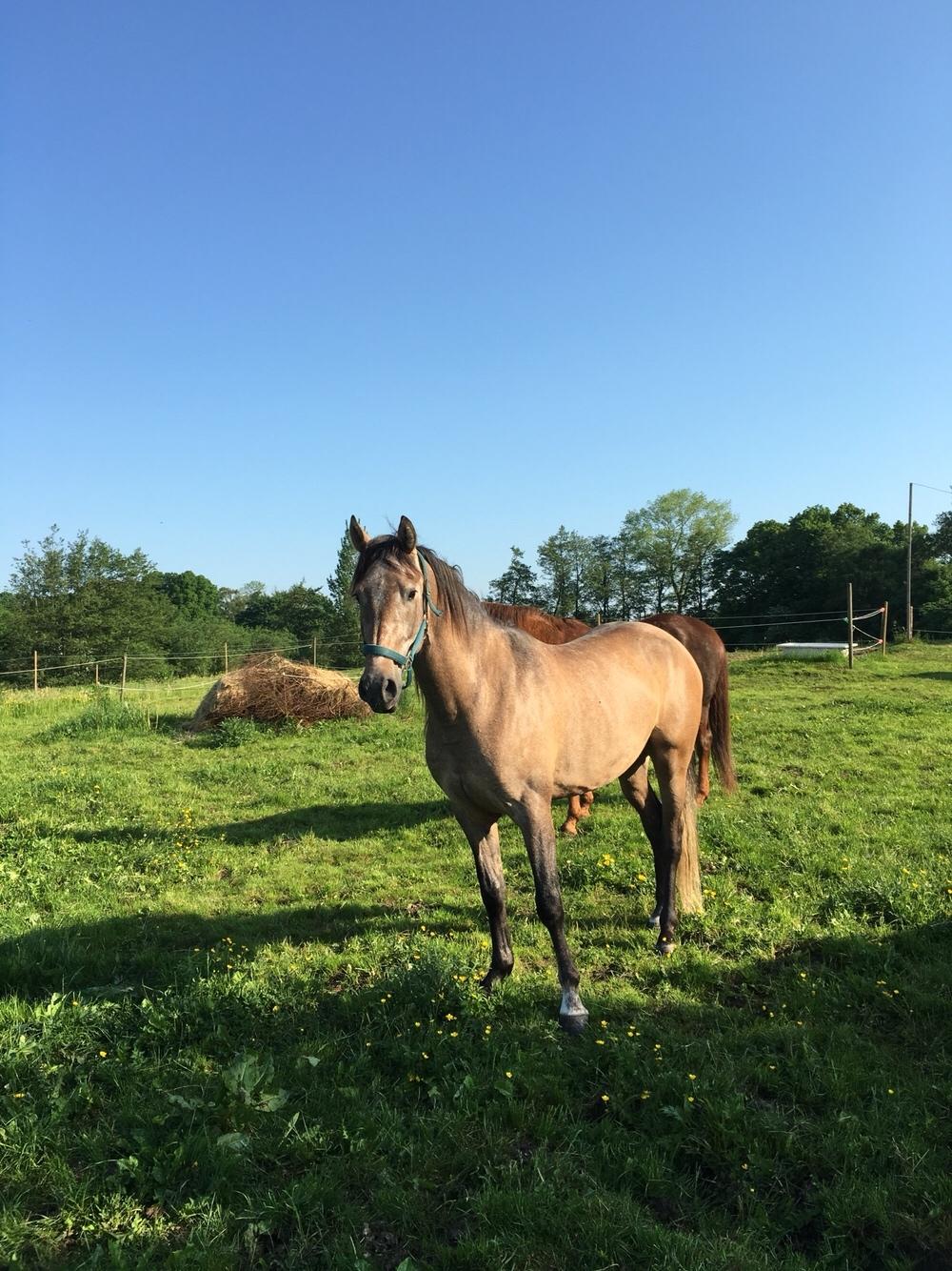 Pura Raza Española Primero  billede 10