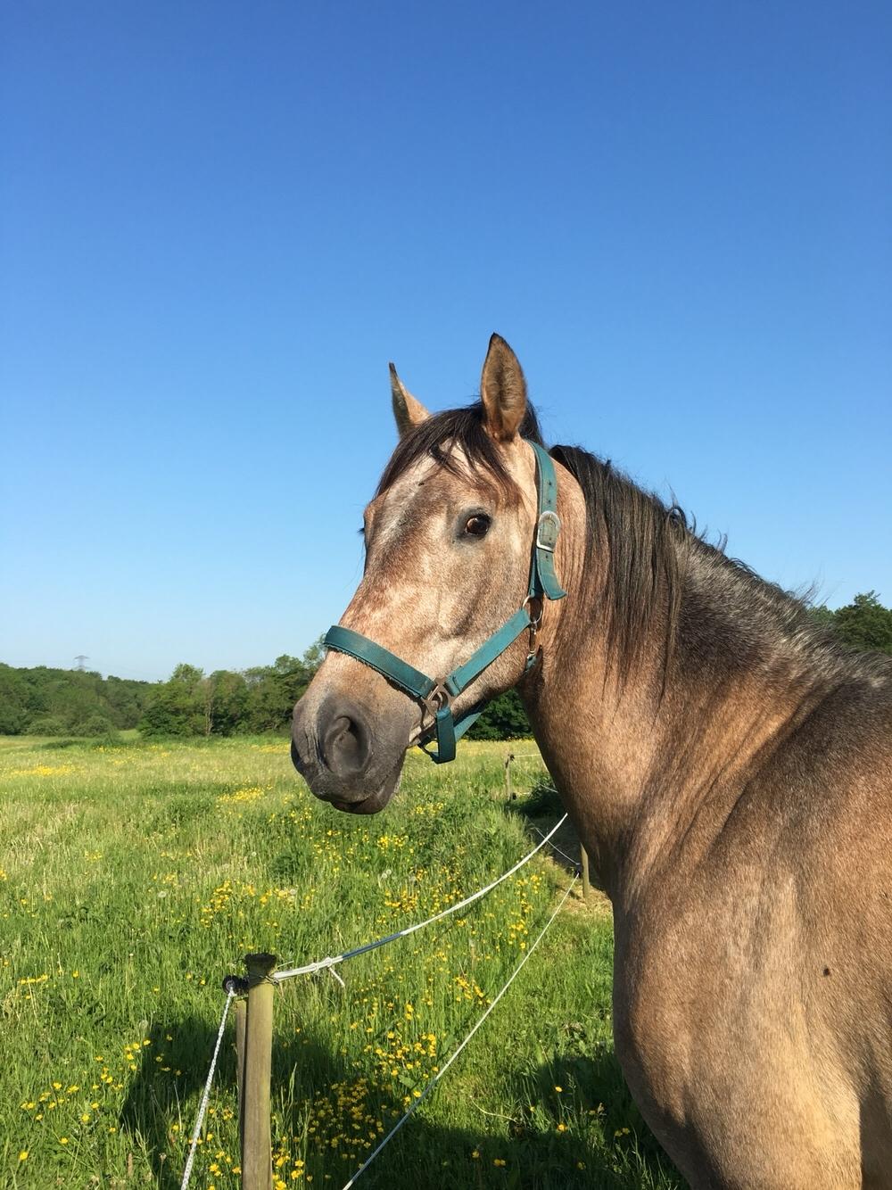 Pura Raza Española Primero  billede 11