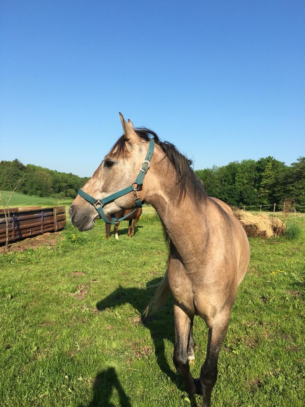 Pura Raza Española Primero  billede 12