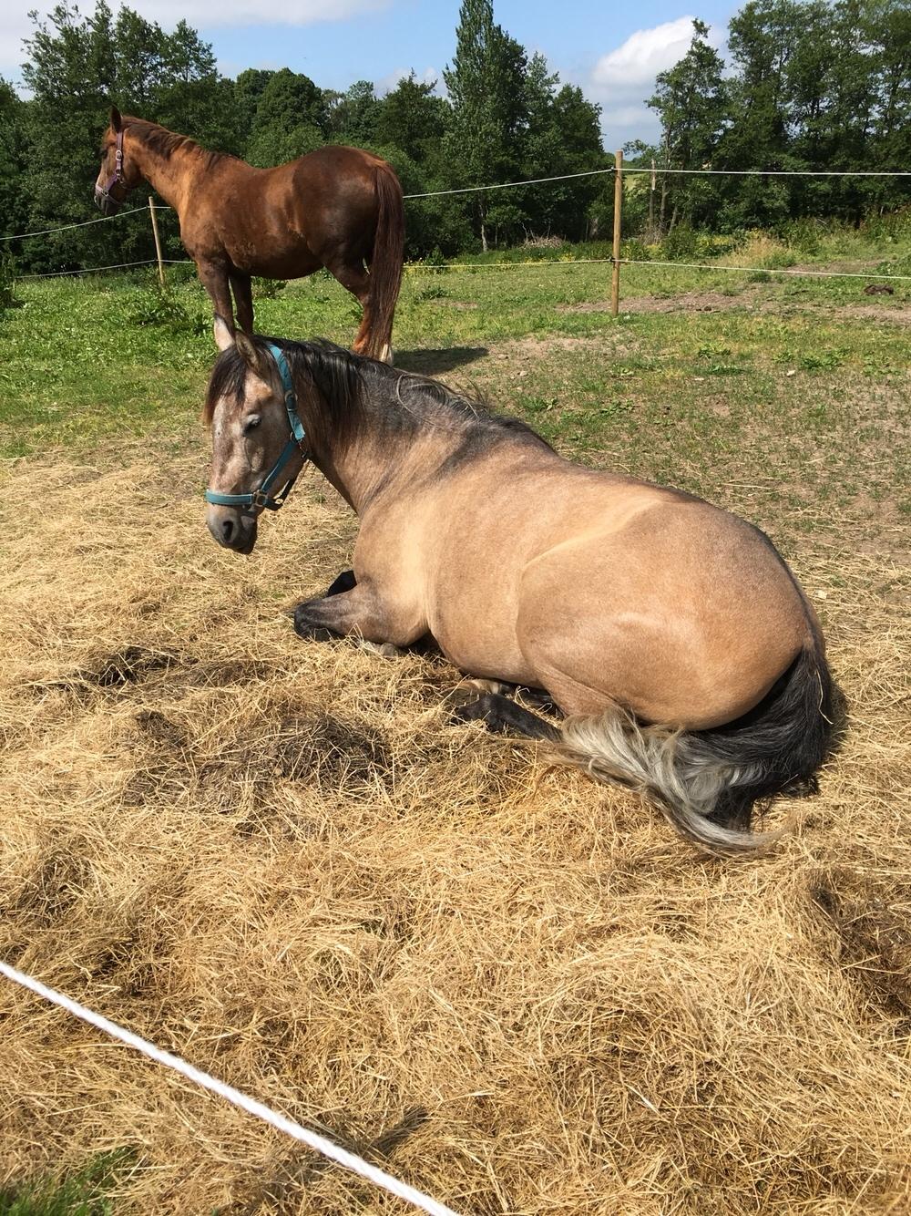 Pura Raza Española Primero  billede 13