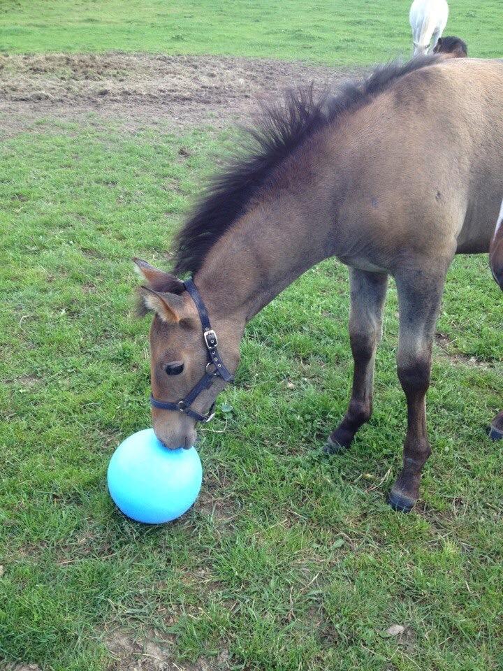 Pura Raza Española Primero  billede 14