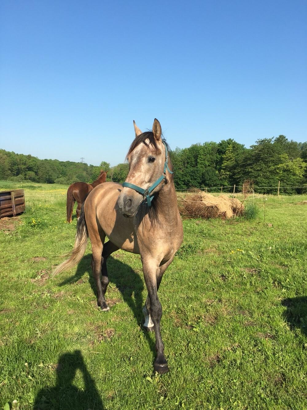 Pura Raza Española Primero  billede 15